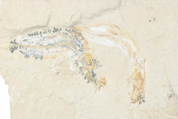 Cretaceous Fish (Gaudryella) Fossils with Shrimp - Hjoula, Lebanon #376349